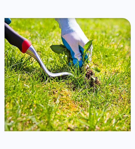 Prime Reasons To Take Lawn Weed Removal Service