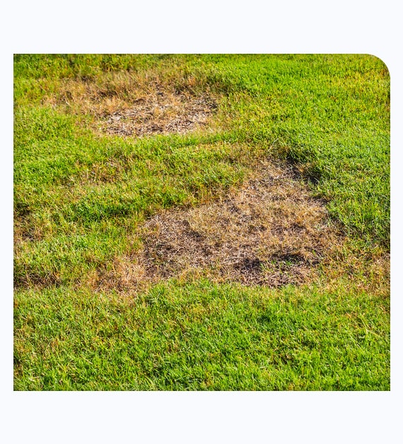 Why You Need Treatment For Lawn Insect Control