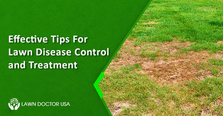 Effective Tips For Lawn Disease Control and Treatment