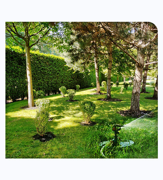 How Lawn Drought Care Revives Yard Vibrancy