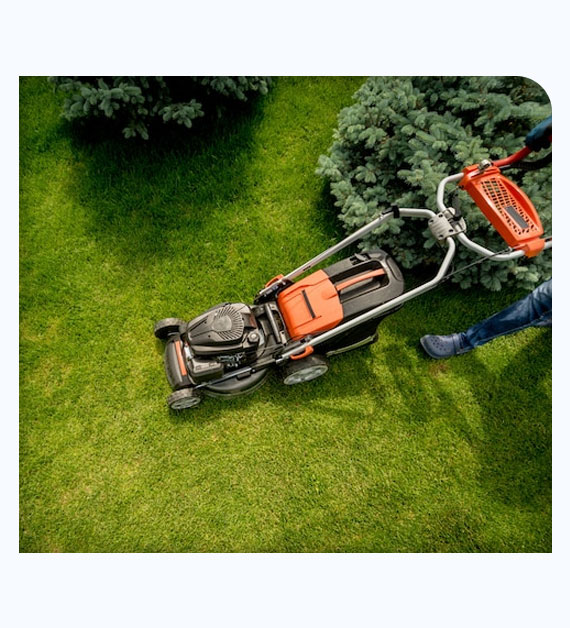How Professional Arborists Help With Lawn Care In Fontana
