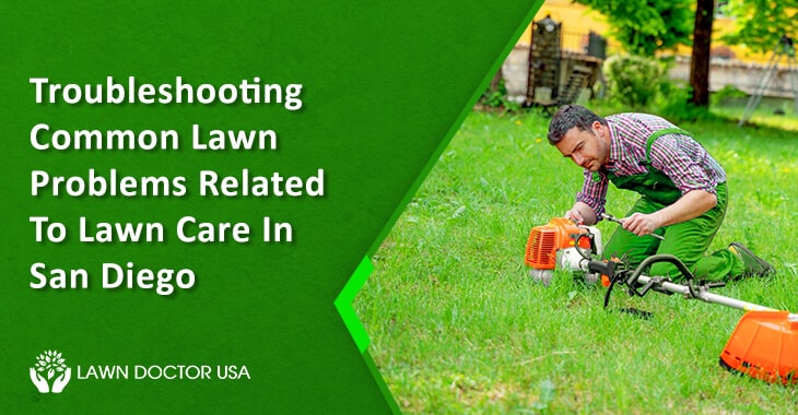 Common Lawn Problems and Solution