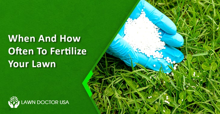 How Often To Fertilize Your Lawn