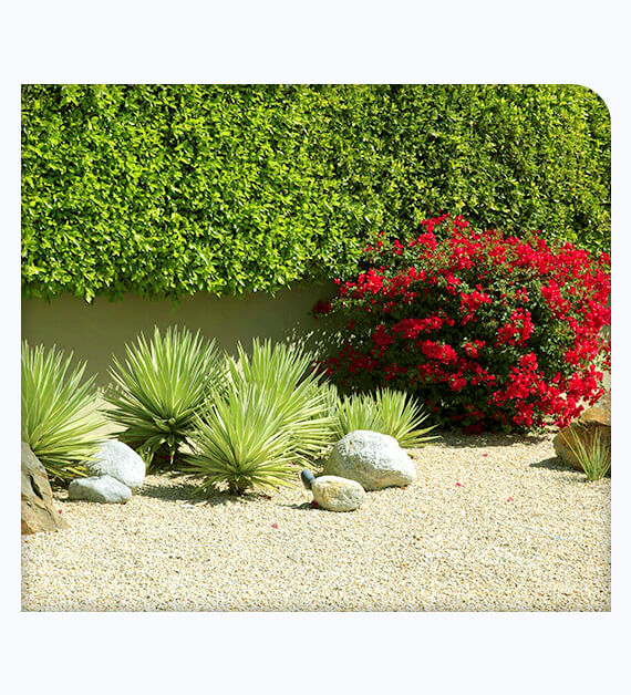 Why Xeriscape Landscaping Is A Convenient Option