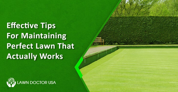 Effective Tips For Maintaining Perfect Lawn