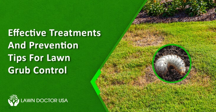 Effective Treatments And Prevention Tips For Lawn Grub Control