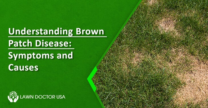 Understanding Brown Patch Disease: Symptoms and Causes
